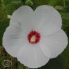 Hibiscus Galaxy